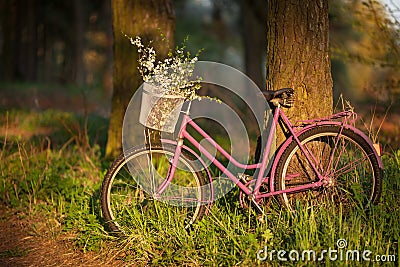 Old purple bicycle with flowers in the front basket in forest Stock Photo