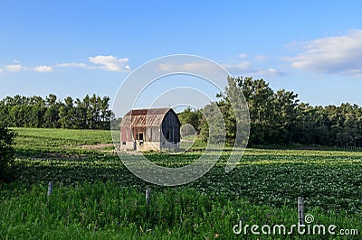 Old red barn on green farmers field Stock Photo