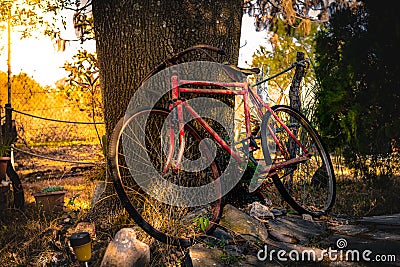 Old bicycle recharged on a tree at sunset Stock Photo