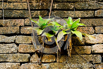 Old red brick wall texture and green leaf hanging down on it at the edge Stock Photo