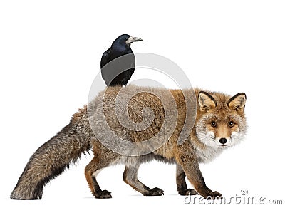Old Red fox, Vulpes vulpes, 15 years old Stock Photo