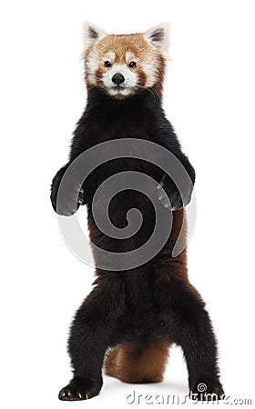 Old Red panda or Shining cat, Ailurus fulgens Stock Photo