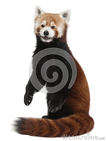 Old Red panda or Shining cat, Ailurus fulgens Stock Photo