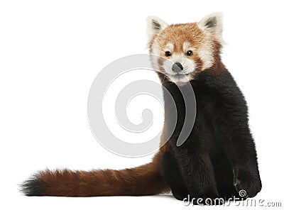 Old Red panda or Shining cat, Ailurus fulgens Stock Photo