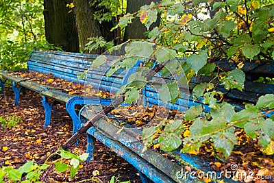 Old rickety wooden benches in the abandoned park Stock Photo