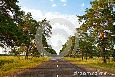 Old road in the middle of an pine park Stock Photo