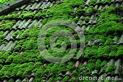 Old Roof Tiles with Moss Stock Photo