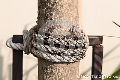 Old rope on tree Stock Photo