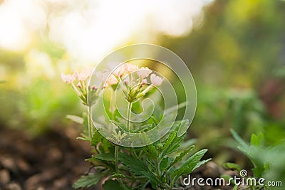 Old rose verbena hybrida blossom flower. Stock Photo