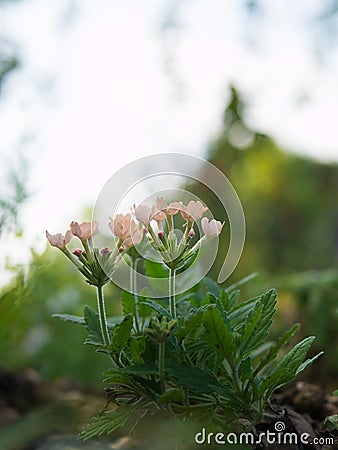 Old rose verbena hybrida blossom flower. Stock Photo