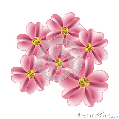 Old Rose Yarrow Flowers or Achillea Millefolium Flowers Vector Illustration