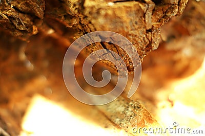 Old rotten wood shot in macro shot Stock Photo