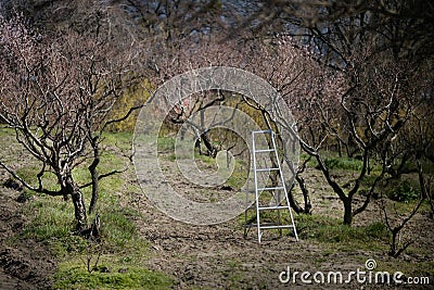 Row fruit garden in early spring. A standing ladder in the fruit garden. Stock Photo