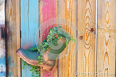 Old rubber overshoe that functions as flowerpot to grow a plant in it Stock Photo