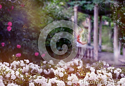 Old ruined gazebo in the thickets of blooming jasmine and fluffy bloom of white roses. . Silhouette of a girl with a book in the Stock Photo