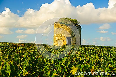 Old ruined medieval tower in vineyard in Medoc Stock Photo