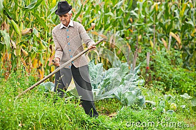 Old rural man using scythe Stock Photo