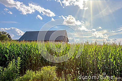 Old Rural Shed Behind Corn with Overhead Sunflare Stock Photo