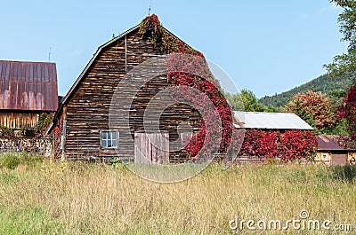 Old rustic weathered barn with red vines growing up it Stock Photo