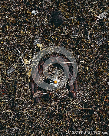 An old rusty horseshoe and chamomile Stock Photo