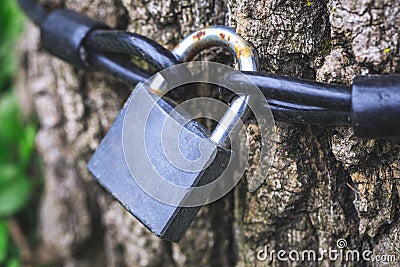 Old rusty lock on the tree. Padlock hanging from tree as a talisman or symbol of love. Conceptual picture of lock and chain for s Stock Photo