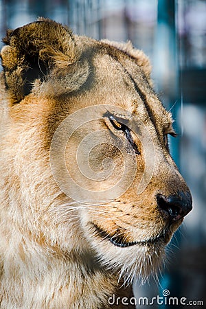 Old sad looking lioness face - side view Stock Photo