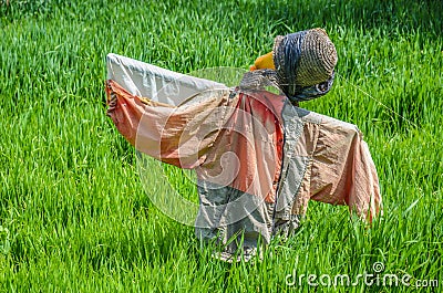 Scarecrow in green grain field Stock Photo