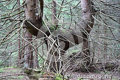 Old scary tree in the forest Stock Photo