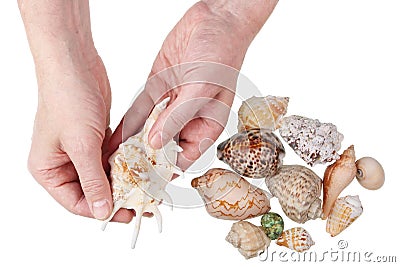 The old scientist marine biologist shows the shells of underwater mollusks from his collection Stock Photo