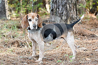 Old senior female Beagle dog blind in one eye. Dog rescue pet adoption photography for waltonpets animal shelter humane society Stock Photo