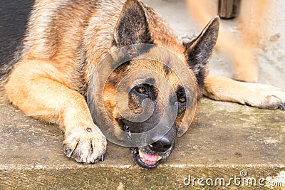 Old shepherd dog photo. Tired german dog on walk in park. German shepherd in sunny hot summer day. Stock Photo