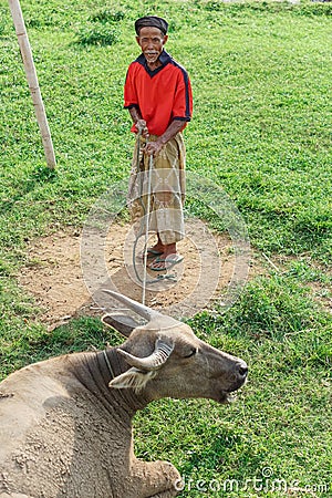 old shepherd with a rope trying to resurrect his buffalo resting in the grass Editorial Stock Photo