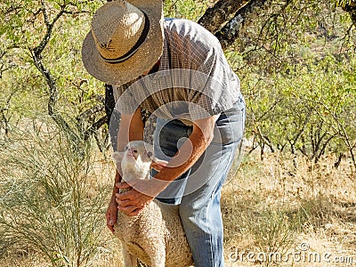 Old shepherd walking with sheep Editorial Stock Photo