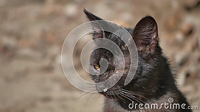 Old sick runny snot runny nose homeless cat pet outdoor Stock Photo