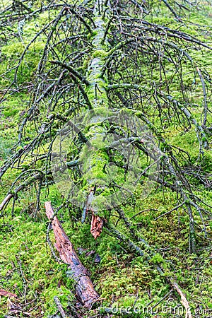 Old spruce lying on the ground Stock Photo