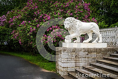 Old statue of lion and bush of lilac in city park after rain Stock Photo