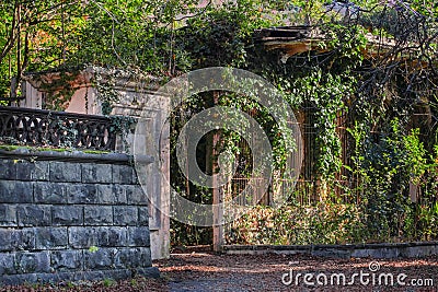 Old stone fence covered with vines. Cozy shady old courtyard with dense vegetation Stock Photo