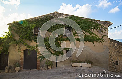 House decorated with wild vine Editorial Stock Photo