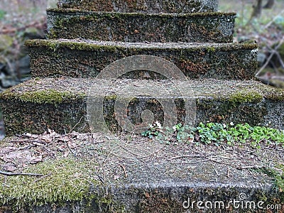 Old stone stairs with thickets of bushes. Stairs in the jungle. Nature ruthlessly destroys the traces Stock Photo