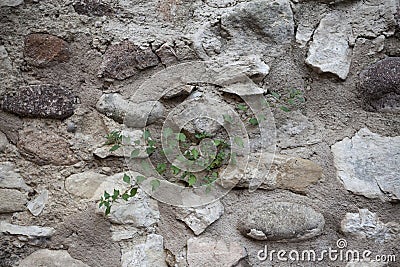 An old stone wall brown,white, black large stones with green grass . Classical masonry walls of medieval castles in Europe. Stock Photo