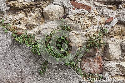 An old stone wall brown,white, black large stones with green grass . Classical masonry walls of medieval castles in Europe. Stock Photo