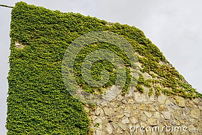 Old stone wall with ivy as background Stock Photo