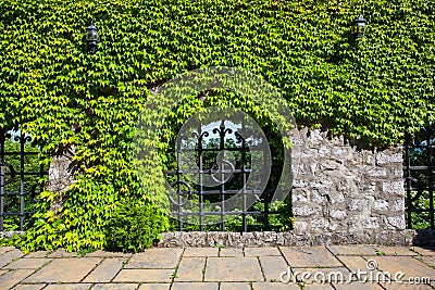 Old stone wall with ivy of the Smolenice castle in Slovakia, Eur Stock Photo