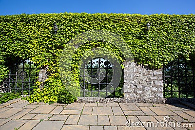 Old stone wall with ivy of the Smolenice castle in Slovakia, Eur Stock Photo