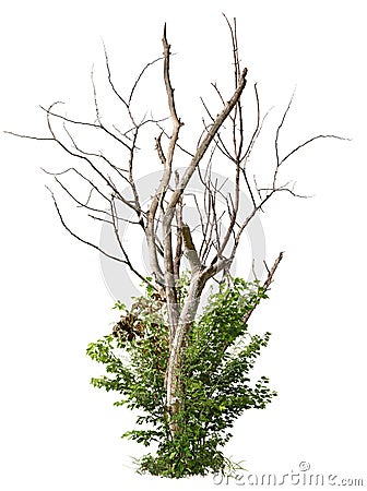 Cut out bare tree with dry branches and green foliage Stock Photo
