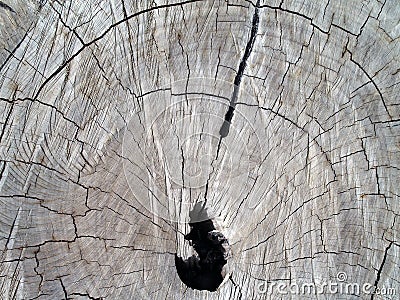 old and dry tree stump textures, surface of cross section of tree with scratches and cracks and hole Stock Photo