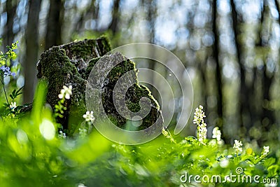 Old stump in the thicket forest in spring Stock Photo