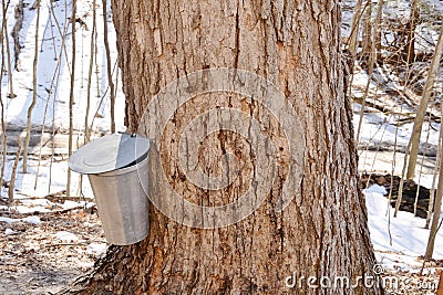 Old sugar maple tapped for sap Stock Photo