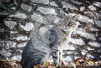 Old tabby grey cat Stock Photo