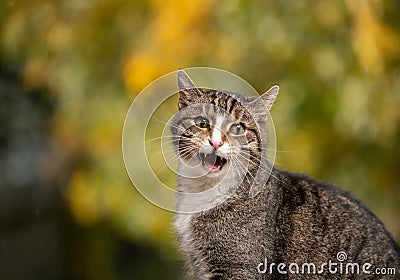 tabby white cat meowing outdoors portrait in autumn Stock Photo